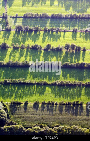 Paysage de champ de haies en Frise, Frise, Pays-Bas Banque D'Images