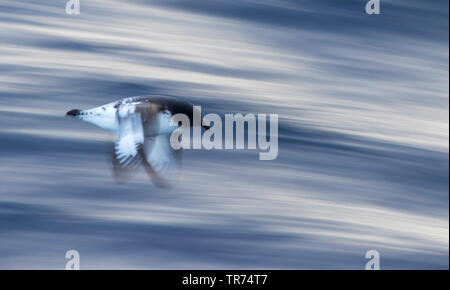 Pintado petrel pétrel antarctique, Le Cap (Daption capense australe), vol au dessus de l'océan du sud, Nouvelle-Zélande, îles subantarctiques Banque D'Images