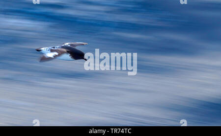 Pintado petrel pétrel antarctique, Le Cap (Daption capense australe), vol au dessus de l'océan du sud, Nouvelle-Zélande, îles subantarctiques Banque D'Images