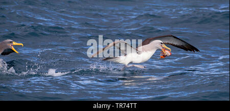 De l'albatros de Salvin (Thalassarche salvini), la lutte pour la nourriture avec un albatros des Chatham, Thalassarche eremita, Nouvelle-Zélande, îles subantarctiques Banque D'Images