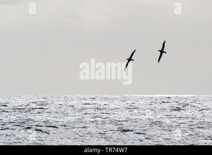 De l'albatros de Salvin (Thalassarche salvini), volant au-dessus de l'océan, Nouvelle-Zélande, îles subantarctiques Banque D'Images