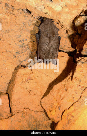 Étang (Myotis dasycneme), suspendu au plafond de la grotte, Allemagne Banque D'Images