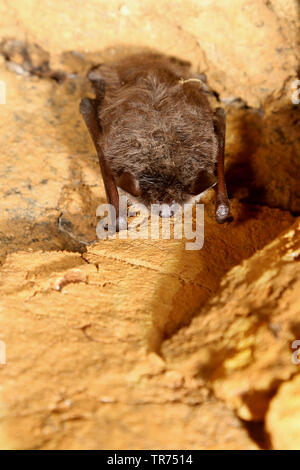 Étang (Myotis dasycneme), suspendu au plafond de la grotte, Allemagne Banque D'Images