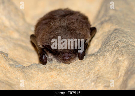 Étang (Myotis dasycneme), en hibernation dans une grotte, Pays-Bas Banque D'Images