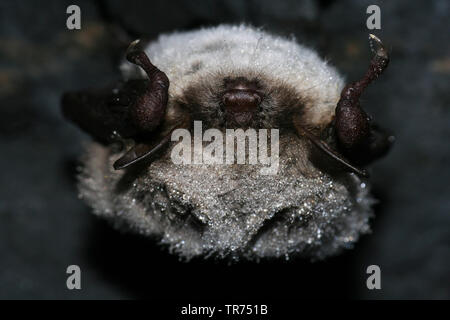 Étang (Myotis dasycneme), dormir, Allemagne Banque D'Images