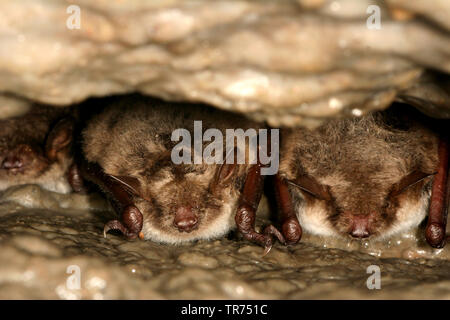 Étang (Myotis dasycneme), l'hibernation dans les crevasses, Allemagne Banque D'Images