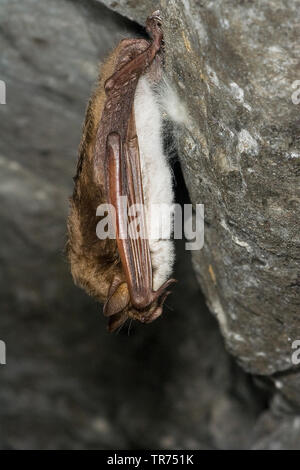 Étang (Myotis dasycneme), l'hibernation dans une grotte, Allemagne Banque D'Images