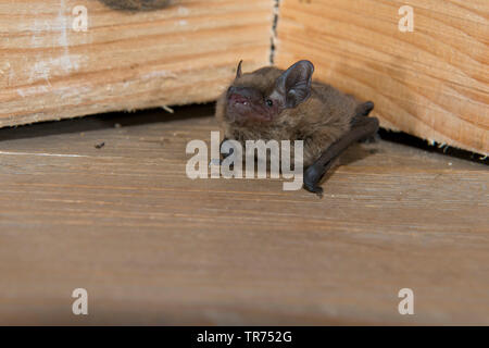 Soprano (Pipistrellus pipistrellus pygmaeus, mediterraneus), suspendu à une poutre en bois, France Banque D'Images