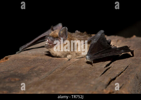 Serotine bat, grande chauve-souris brune, soyeux (Eptesicus serotinus), sur une poutre en bois, Pays-Bas Banque D'Images