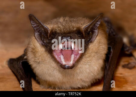 Serotine bat, grande chauve-souris brune, soyeux (Eptesicus serotinus), avec bouche ouverte, Pays-Bas Banque D'Images