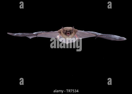 À vibrisses (Myotis mystacinus), chasse de nuit, Pays-Bas Banque D'Images