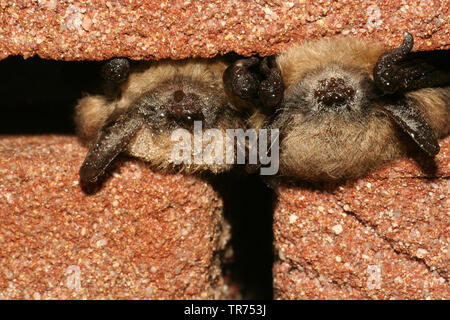 À vibrisses (Myotis mystacinus), dans les fissures dans un mur, Pays-Bas Banque D'Images