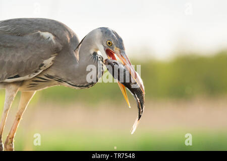 Héron cendré (Ardea cinerea), avec le poisson dans le bec, la Hongrie Banque D'Images