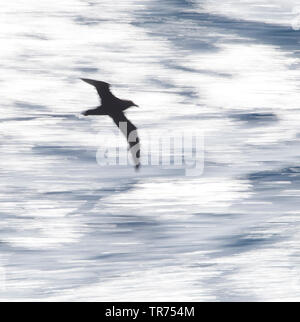 Puffin à menton blanc (Procellaria aequinoctialis), en vol, la Nouvelle-Zélande, îles subantarctiques Banque D'Images