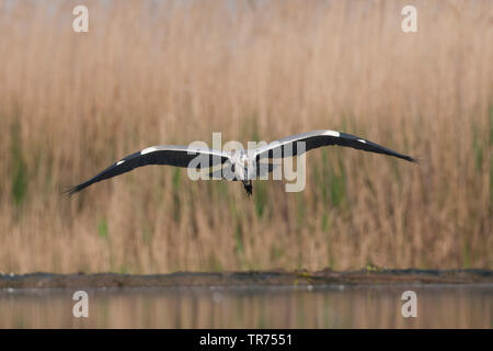 Héron cendré (Ardea cinerea), voler, Hongrie Banque D'Images