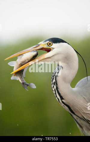 Héron cendré (Ardea cinerea), avec le poisson dans le bec, la Hongrie Banque D'Images