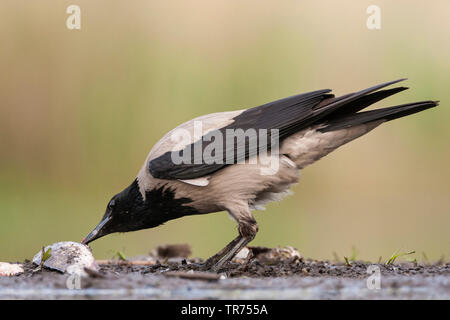 Hooded crow (Corvus corone cornix, Corvus cornix), rester à bord de l'eau avec des poissons pêchés dans la Hongrie, Banque D'Images