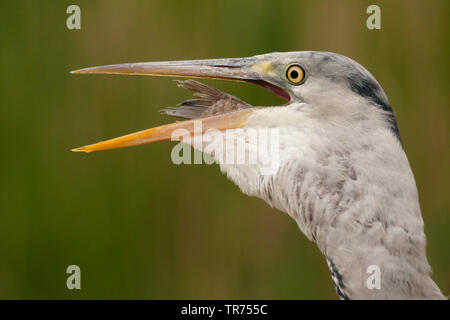 Héron cendré (Ardea cinerea), avec le poisson dans le bec, la Hongrie Banque D'Images