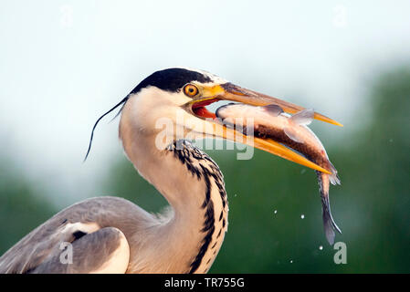 Héron cendré (Ardea cinerea), avec le poisson dans le bec, la Hongrie Banque D'Images