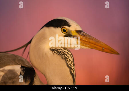 Héron cendré (Ardea cinerea), portrait, Hongrie Banque D'Images