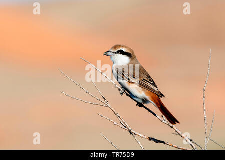 Migratrice (Lanius isabellinus Turkestan, Lanius phoenicuroides phoenicuroides), homme, Kazakhstan, Kyzylkol lake Banque D'Images