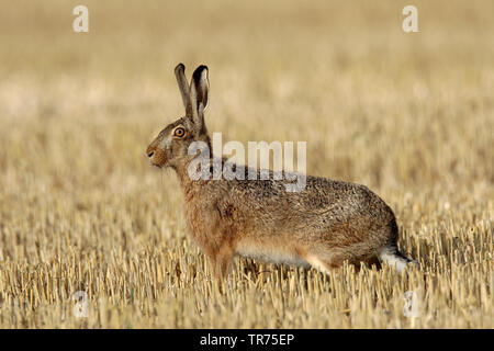 Lièvre européen, lièvre Brun (Lepus europaeus), sur un champ de chaume, Pays-Bas Banque D'Images