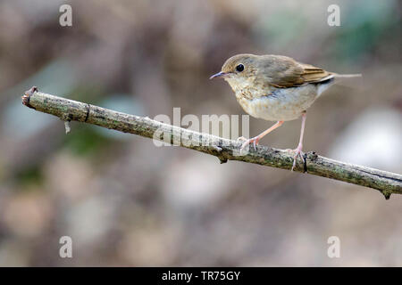 Bleu de Sibérie Robin (Luscinia) ciane, femme, Thaïlande, Changwat , Parc national de Kaeng Krachan, Phetchaburi Banque D'Images