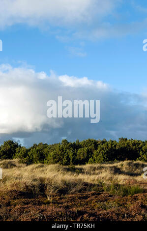 Coniferes dans des dunes avec Heather en premier plan sur Vlieland, Pays-Bas, Frise, Vlieland Banque D'Images