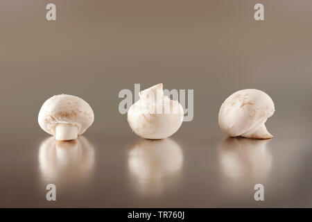 Trois champignons dans une rangée, Bundesrepublik Deutschland Banque D'Images