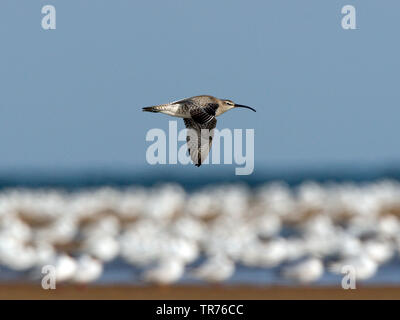 Courlis corlieu (Numenius phaeopus), volant à basse altitude au-dessus des vasières, estrans contre ciel bleu avec les mouettes au repos en arrière-plan, la Chine, Beidaihe Banque D'Images