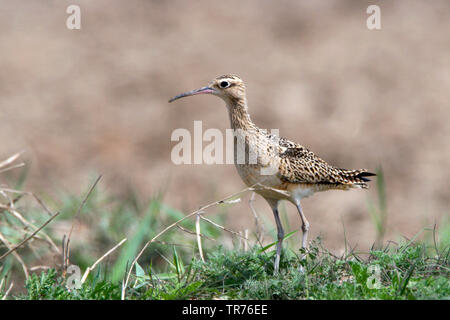 Peu Curlew (Numenius minutus), debout sur le terrain, de la Chine, Beidaihe Banque D'Images