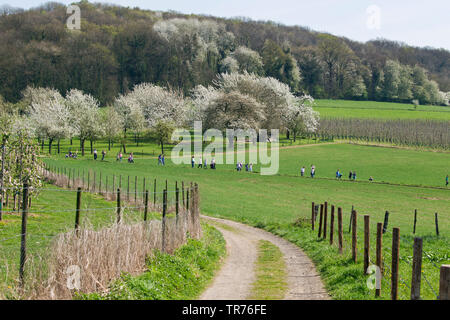 Groupe de randonnée élève en paysage avec des arbres en fleurs au début du printemps dans le sud du Limbourg, Pays-Bas, Limbourg, Gronsveld Savelsbos Rijckholt Banque D'Images