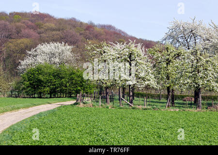 Cherry Tree, le cerisier (Prunus avium), la floraison des pruniers et Apple sur un pré, Pays-Bas, Limbourg, Gronsveld Savelsbos Rijckholt Banque D'Images