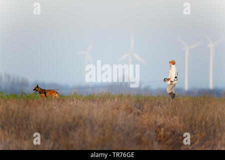 Chien de Berger Belge, Chien de Berger Belge Malinois (Canis lupus f. familiaris), faire une promenade avec Mistress sur une trajectoire du champ, des moulins à vent à l'arrière-plan, Pays-Bas, Limbourg, Kolleberg Banque D'Images