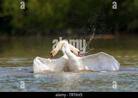 Mute swan (Cygnus olor), les combats, la Suède, l'Oeland Banque D'Images