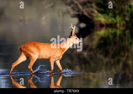 Le chevreuil (Capreolus capreolus) Le chevreuil mâle, la marche, la progression dans l'eau de shalow fen, Pays-Bas, Limbourg Banque D'Images