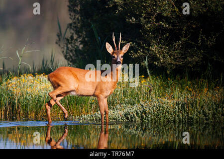 Le chevreuil (Capreolus capreolus) Le chevreuil mâle, la marche, la progression dans l'eau de shalow fen, Pays-Bas, Limbourg Banque D'Images