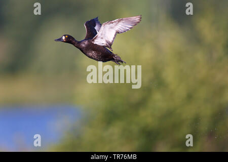 Fuligule morillon (Aythya fuligula), femme en vol, Pays-Bas, Limbourg Banque D'Images