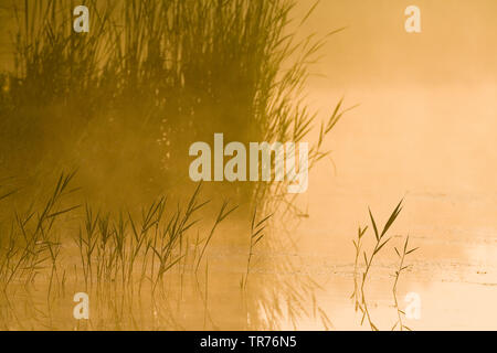 Le calamagrostis, roseau commun (Phragmites communis, Phragmites australis), Misty roselière en basse soleil à Groene Jonker en été, Pays-Bas, Hollande-du-Sud, Groene Jonker Banque D'Images