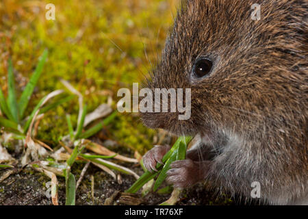 Campagnol des champs, campagnol à queue courte (Microtus agrestis), manger sur le sol de la forêt , Pays-Bas Banque D'Images