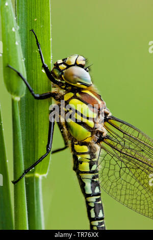 Hairy moindre libellule, libellule velu, poilu, Hawker Hawker Printemps (Brachytron pratense, Brachytron hafniense), Pays-Bas Banque D'Images