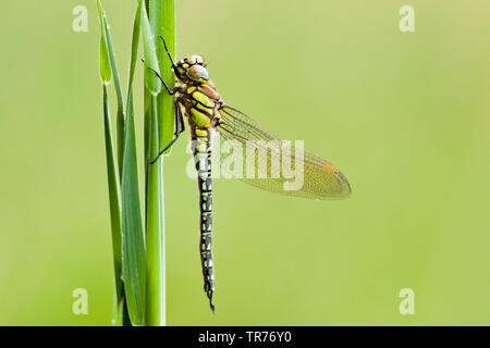 Hairy moindre libellule, libellule velu, poilu, Hawker Hawker Printemps (Brachytron pratense, Brachytron hafniense), Pays-Bas Banque D'Images