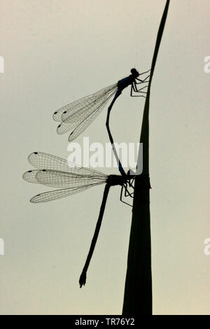 Coenagrion, commune de demoiselles Azure (Coenagrion puella), l'accouplement des tandems, Pays-Bas Banque D'Images