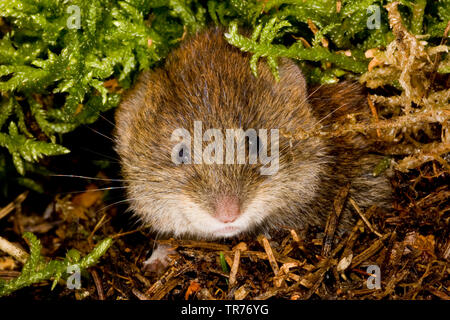 Campagnol roussâtre (Clethrionomys glareolus, Myodes glareolus), dans un nid, Pays-Bas Banque D'Images