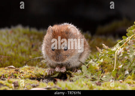 Campagnol roussâtre (Clethrionomys glareolus, Myodes glareolus), manger, Pays-Bas Banque D'Images