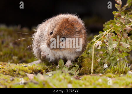 Campagnol roussâtre (Clethrionomys glareolus, Myodes glareolus), manger, Pays-Bas Banque D'Images