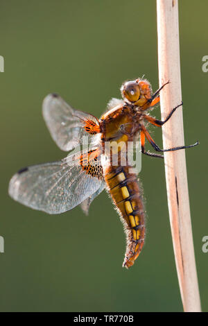 À corps large, Broadbodied Chaser Chaser chaser corsé, Large (Libellula depressa), assis sur une pousse, Pays-Bas Banque D'Images