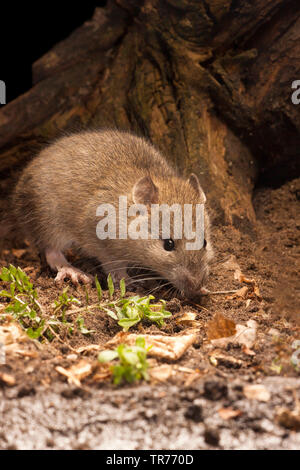 Rat brun, rat brun commun, surmulot, rat commun (Rattus norvegicus), sniffer sur le terrain, Pays-Bas Banque D'Images