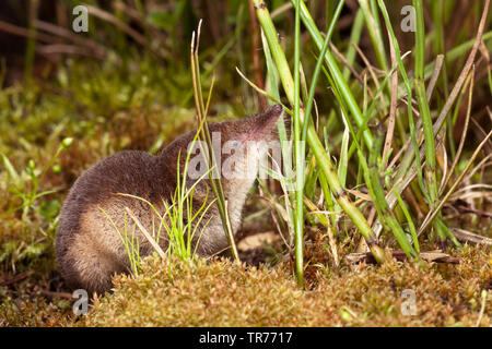 Musaraigne commune eurasienne, musaraigne commune (Sorex araneus), Pays-Bas Banque D'Images