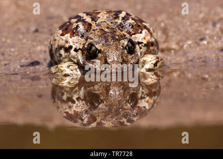 Crapaud commun, le crapaud de l'ail (Pelobates fuscus), assis au bord de l'eau, Pays-Bas Banque D'Images